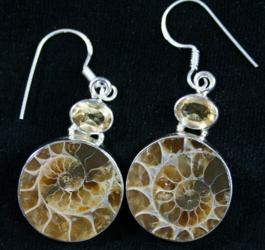 Polished Ammonite Earrings - Sterling Silver #8893